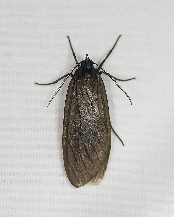 Dark tiger moth, Bellavista, Ecuador Not a lot of features to go by. Some species in the Episcepsis genus look similar. Bellavista Cloud Forest,Ecuador,Ecuador 2021,Geotagged,South America,Spring,World