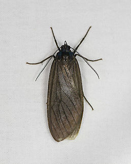 Dark tiger moth, Bellavista, Ecuador Not a lot of features to go by. Some species in the Episcepsis genus look similar. Bellavista Cloud Forest,Ecuador,Ecuador 2021,Geotagged,South America,Spring,World