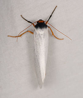 Agylla fusciceps, Bellavista, Ecuador  Agylla fusciceps,Bellavista Cloud Forest,Ecuador,Ecuador 2021,Geotagged,South America,Spring,World