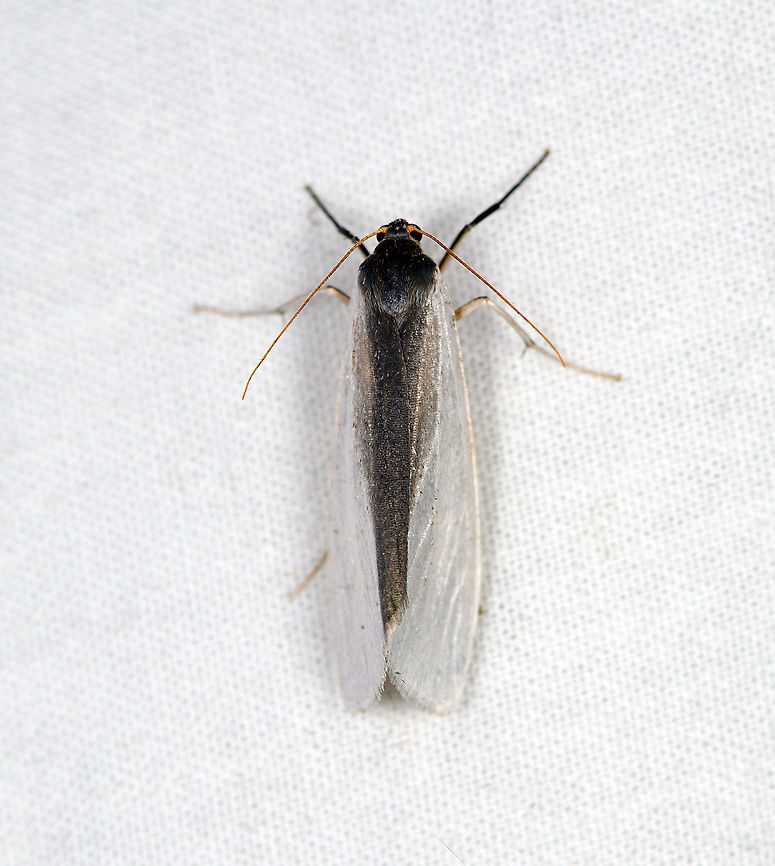 Agylla tobera, Bellavista, Ecuador Reference used:<br />
<a href="https://leps.fieldguide.ai/figure/5dd43f5b3c12ef0d9937f43c/detail?profile=figures&category=59bafbad929d3d10ea904b69" rel="nofollow">https://leps.fieldguide.ai/figure/5dd43f5b3c12ef0d9937f43c/detail?profile=figures&category=59bafbad929d3d10ea904b69</a> Agylla tobera,Bellavista Cloud Forest,Ecuador,Ecuador 2021,Geotagged,South America,Spring,World