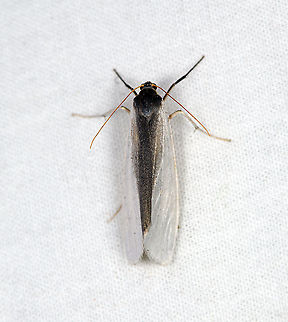 Agylla tobera, Bellavista, Ecuador Reference used:
https://leps.fieldguide.ai/figure/5dd43f5b3c12ef0d9937f43c/detail?profile=figures&category=59bafbad929d3d10ea904b69 Agylla tobera,Bellavista Cloud Forest,Ecuador,Ecuador 2021,Geotagged,South America,Spring,World