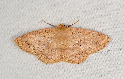 Sabulodes plauta, Bellavista, Ecuador  Bellavista Cloud Forest,Ecuador,Ecuador 2021,Geotagged,Sabulodes plauta,South America,Spring,World