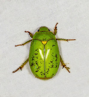 Platycoelia sp., Bellavista, Ecuador Some interesting bycatch on the moth cloth. This is a "Shining Leaf Chafer". Within this genus, main candidates for Ecuador are:
- Platycoelia galerana
- Platycoelia humeralis

...there could be more in the genus that were not reported. I'm unable to tell the two species apart, they look identical to me. Bellavista Cloud Forest,Ecuador,Ecuador 2021,Geotagged,South America,Spring,World