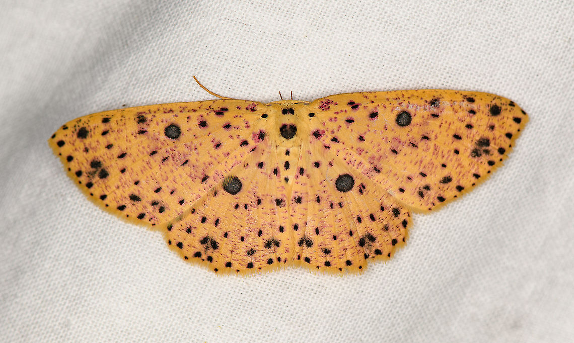 Anisodes prunelliaria, Bellavista, Ecuador  Anisodes prunelliaria,Bellavista Cloud Forest,Ecuador,Ecuador 2021,Geotagged,South America,Spring,World