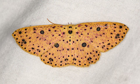 Anisodes prunelliaria, Bellavista, Ecuador  Anisodes prunelliaria,Bellavista Cloud Forest,Ecuador,Ecuador 2021,Geotagged,South America,Spring,World