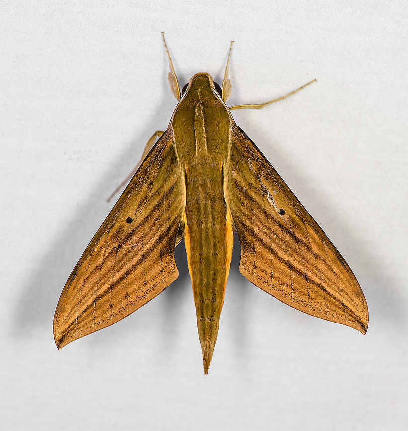 Alexandre's Sphinx, Bellavista, Ecuador Reference:<br />
<a href="https://leps.fieldguide.ai/figures?category=59ded5612110df493579446d" rel="nofollow">https://leps.fieldguide.ai/figures?category=59ded5612110df493579446d</a> Bellavista Cloud Forest,Ecuador,Ecuador 2021,Geotagged,South America,Spring,World,Xylophanes alexandrei