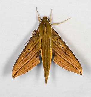 Alexandre's Sphinx, Bellavista, Ecuador Reference:
https://leps.fieldguide.ai/figures?category=59ded5612110df493579446d Bellavista Cloud Forest,Ecuador,Ecuador 2021,Geotagged,South America,Spring,World,Xylophanes alexandrei