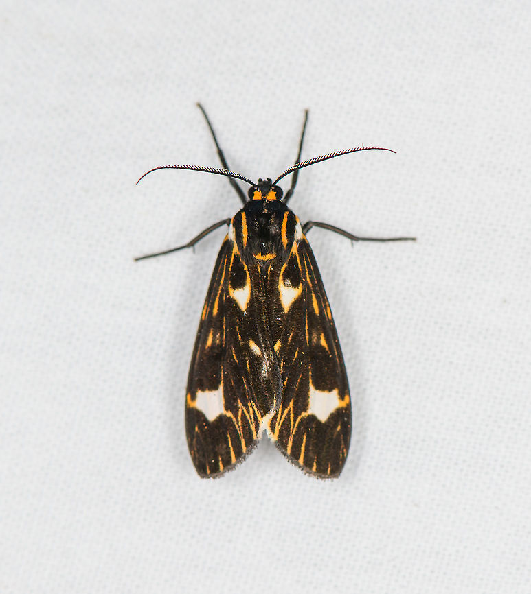 Eucereon albinota, Bellavista, Ecuador  Bellavista Cloud Forest,Ecuador,Ecuador 2021,Eucereon albinota,Fall,Geotagged,South America,Spring,World