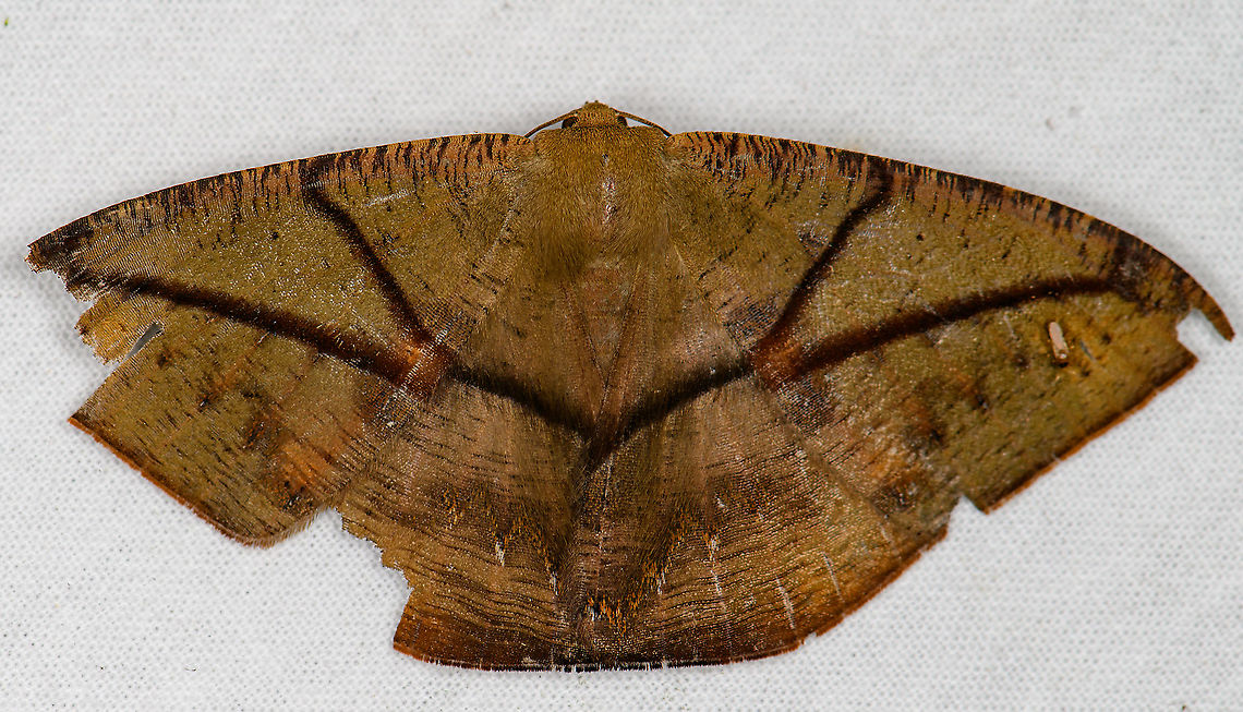 Oxydia trychiata, Bellavista, Ecuador This one has seen better days. Bellavista Cloud Forest,Ecuador,Ecuador 2021,Geotagged,Oxydia trychiata,South America,Spring,World