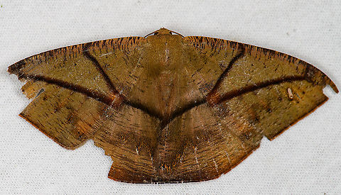 Oxydia trychiata, Bellavista, Ecuador This one has seen better days. Bellavista Cloud Forest,Ecuador,Ecuador 2021,Geotagged,Oxydia trychiata,South America,Spring,World