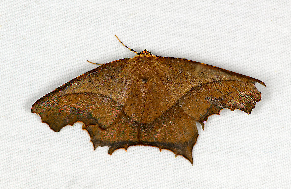 Saw-edged Anglewing, Bellavista, Ecuador Somewhat damaged. Bellavista Cloud Forest,Ecuador,Ecuador 2021,Eutomopepla rogenhoferi,Geotagged,Saw-edged Anglewing,South America,Spring,World