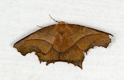 Saw-edged Anglewing, Bellavista, Ecuador Somewhat damaged. Bellavista Cloud Forest,Ecuador,Ecuador 2021,Eutomopepla rogenhoferi,Geotagged,Saw-edged Anglewing,South America,Spring,World