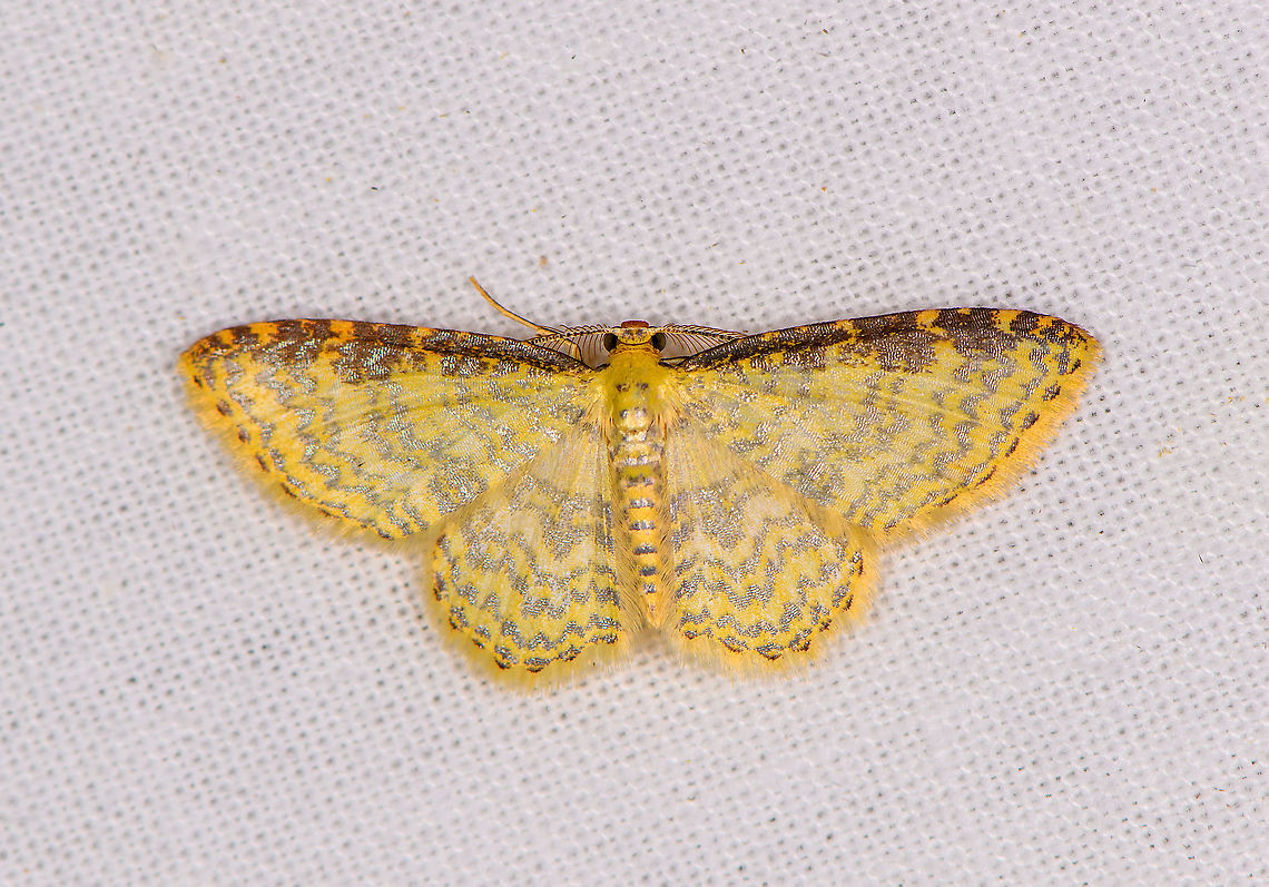 Eois adimaria, Bellavista, Ecuador  Bellavista Cloud Forest,Ecuador,Ecuador 2021,Eois adimaria,Geotagged,South America,Spring,World