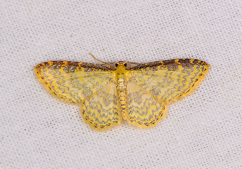 Eois adimaria, Bellavista, Ecuador  Bellavista Cloud Forest,Ecuador,Ecuador 2021,Eois adimaria,Geotagged,South America,Spring,World