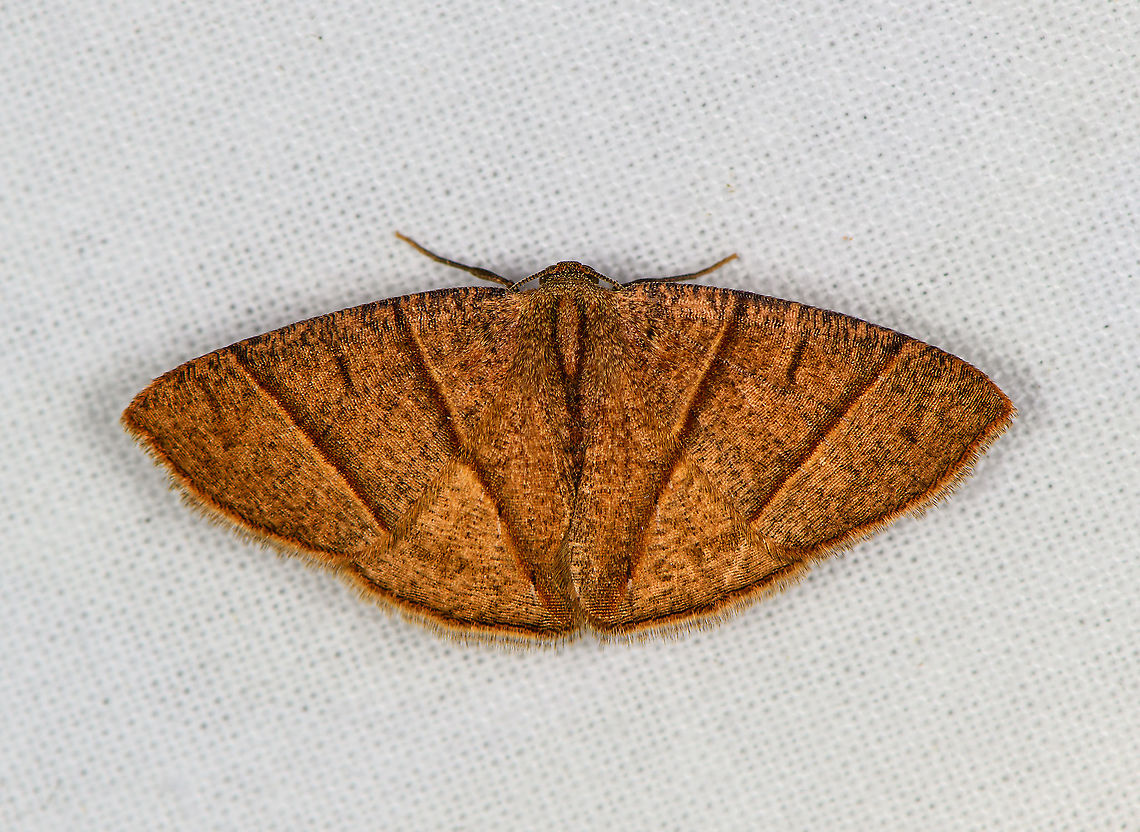 Mimosema consociata, Bellavista, Ecuador  Bellavista Cloud Forest,Ecuador,Ecuador 2021,Geotagged,Mimosema consociata,South America,Spring,World