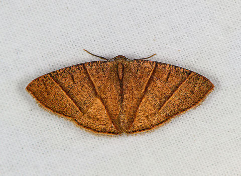 Mimosema consociata, Bellavista, Ecuador  Bellavista Cloud Forest,Ecuador,Ecuador 2021,Geotagged,Mimosema consociata,South America,Spring,World