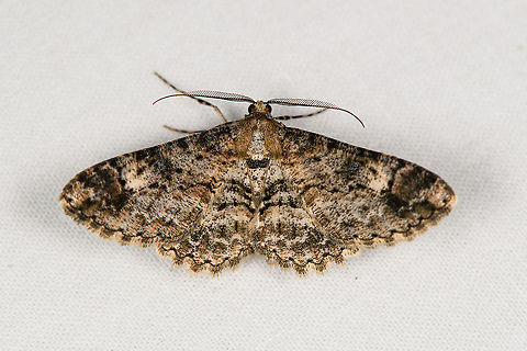 Iridopsis jurgina, Bellavista, Ecuador Reference used:
https://leps.fieldguide.ai/figure/59b6fff98f0e371a4a6c022c/detail?profile=figures&category=59bb4060929d3d72ee66e8bb Bellavista Cloud Forest,Ecuador,Ecuador 2021,Geotagged,Iridopsis jurgina,South America,Spring,World