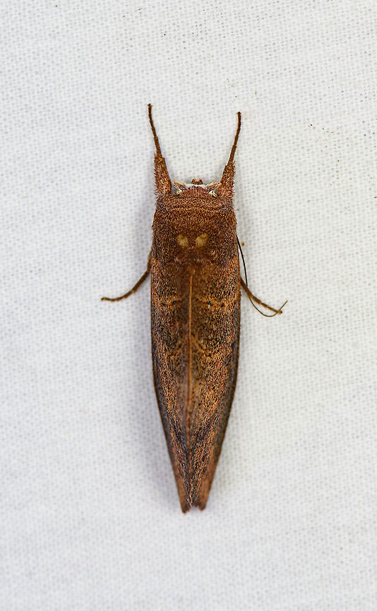 Hemiceras sp., Bellavista, Ecuador Reference:<br />
<a href="https://www.flickr.com/photos/andreaskay/23331705824/in/album-72157629662947575/" rel="nofollow">https://www.flickr.com/photos/andreaskay/23331705824/in/album-72157629662947575/</a> Bellavista Cloud Forest,Ecuador,Ecuador 2021,Geotagged,South America,Spring,World