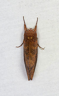 Hemiceras sp., Bellavista, Ecuador Reference:
https://www.flickr.com/photos/andreaskay/23331705824/in/album-72157629662947575/ Bellavista Cloud Forest,Ecuador,Ecuador 2021,Geotagged,South America,Spring,World