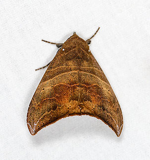 Ophisma basigutta, Bellavista, Ecuador  Bellavista Cloud Forest,Ecuador,Ecuador 2021,Geotagged,Ophisma basigutta,South America,Spring,World