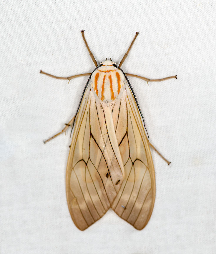 Amastus aconia - wings closed, Bellavista, Ecuador <figure class="photo"><a href="https://www.jungledragon.com/image/127353/amastus_aconia_bellavista_ecuador.html" title="Amastus aconia, Bellavista, Ecuador"><img src="https://s3.amazonaws.com/media.jungledragon.com/images/2/127353_thumb.jpg?AWSAccessKeyId=05GMT0V3GWVNE7GGM1R2&Expires=1769040010&Signature=VM62zu78hONPQAjI73WDkd15z3g%3D" width="200" height="160" alt="Amastus aconia, Bellavista, Ecuador  Amastus aconia,Bellavista Cloud Forest,Ecuador,Ecuador 2021,Geotagged,South America,Spring,World" /></a></figure> Amastus aconia,Bellavista Cloud Forest,Ecuador,Ecuador 2021,Geotagged,South America,Spring,World