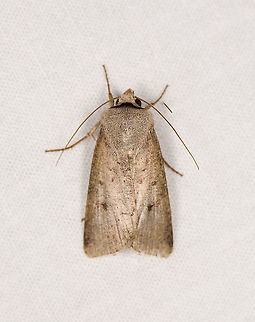Anicla sp., Bellavista, Ecuador Cutworm moth. Both Anicla digna and Anicla simplicia come close but seem out of range, they are North American species. Bellavista Cloud Forest,Ecuador,Ecuador 2021,Geotagged,South America,Spring,World