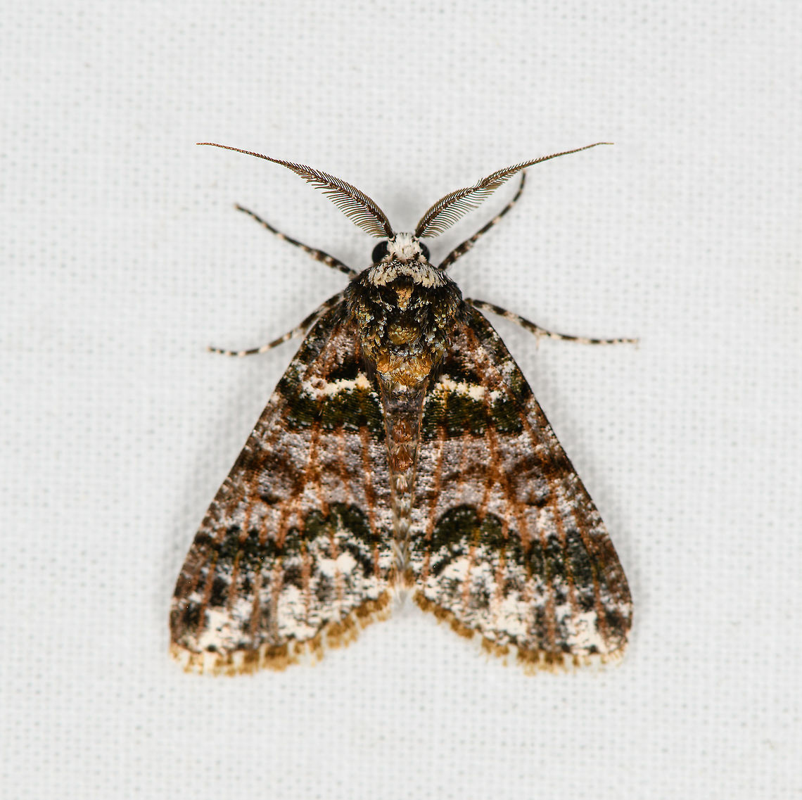 Cargolia arana, Bellavista, Ecuador  Bellavista Cloud Forest,Cargolia arana,Ecuador,Ecuador 2021,Geotagged,South America,Spring,World