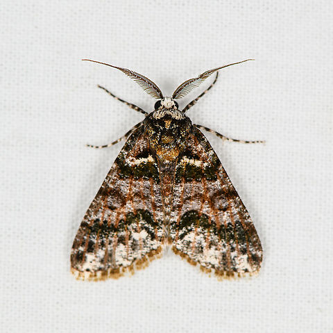 Cargolia arana, Bellavista, Ecuador  Bellavista Cloud Forest,Cargolia arana,Ecuador,Ecuador 2021,Geotagged,South America,Spring,World