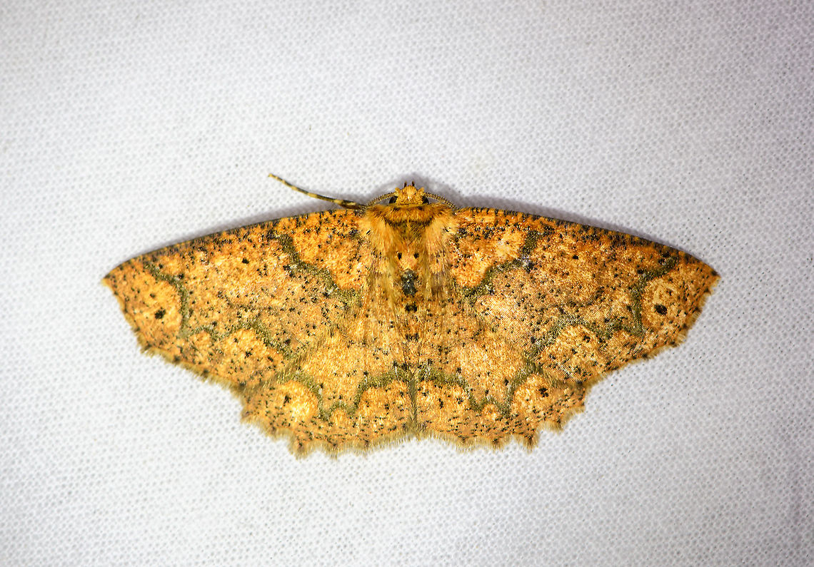 Isochromodes polvoreata, Bellavista, Ecuador Reference used:<br />
<a href="https://leps.fieldguide.ai/figures?category=59bb4054929d3d72ee66e607" rel="nofollow">https://leps.fieldguide.ai/figures?category=59bb4054929d3d72ee66e607</a> Bellavista Cloud Forest,Ecuador,Ecuador 2021,Geotagged,Isochromodes polvoreata,South America,Spring,World