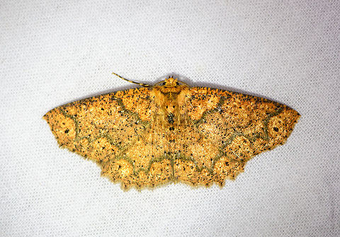 Isochromodes polvoreata, Bellavista, Ecuador Reference used:
https://leps.fieldguide.ai/figures?category=59bb4054929d3d72ee66e607 Bellavista Cloud Forest,Ecuador,Ecuador 2021,Geotagged,Isochromodes polvoreata,South America,Spring,World