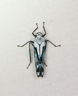 Onega orphne at light trap, Bellavista, Ecuador  Bellavista Cloud Forest,Ecuador,Ecuador 2021,Geotagged,Onega orphne,South America,Spring,World