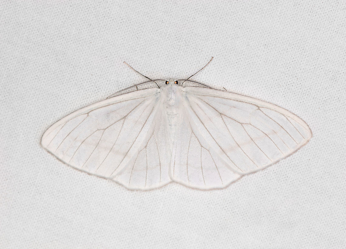 Leucula lucidaria, Bellavista, Ecuador  Bellavista Cloud Forest,Ecuador,Ecuador 2021,Geotagged,Leucula lucidaria,South America,Spring,World