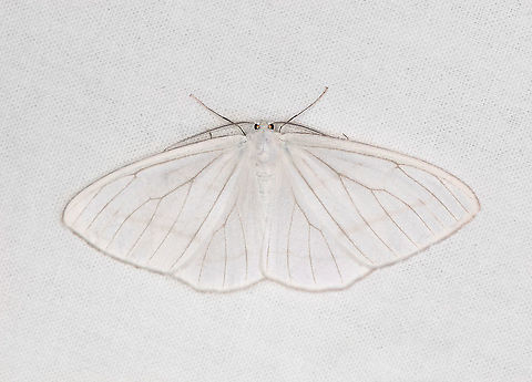 Leucula lucidaria, Bellavista, Ecuador  Bellavista Cloud Forest,Ecuador,Ecuador 2021,Geotagged,Leucula lucidaria,South America,Spring,World