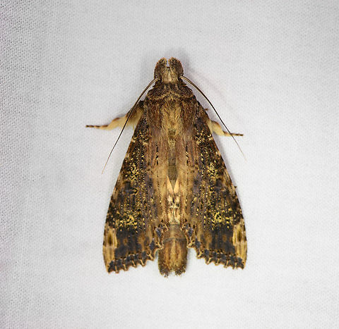 Nystalea parsoni, Bellavista, Ecuador Entering some very obscure territory. Most species in this genus are documented by specimen only:
https://leps.fieldguide.ai/figures/categories?category=564db365fd897823229dcaee

After checking each one, Nystalea parsoni seems the strongest visual match (darkness, yellow speckles) and the specimen is roughly from the region, where most others are from eastern Brazil.
https://leps.fieldguide.ai/figures?category=59bb2574929d3d10ea9ab390

 Bellavista Cloud Forest,Ecuador,Ecuador 2021,Geotagged,Nystalea parsoni,South America,Spring,World