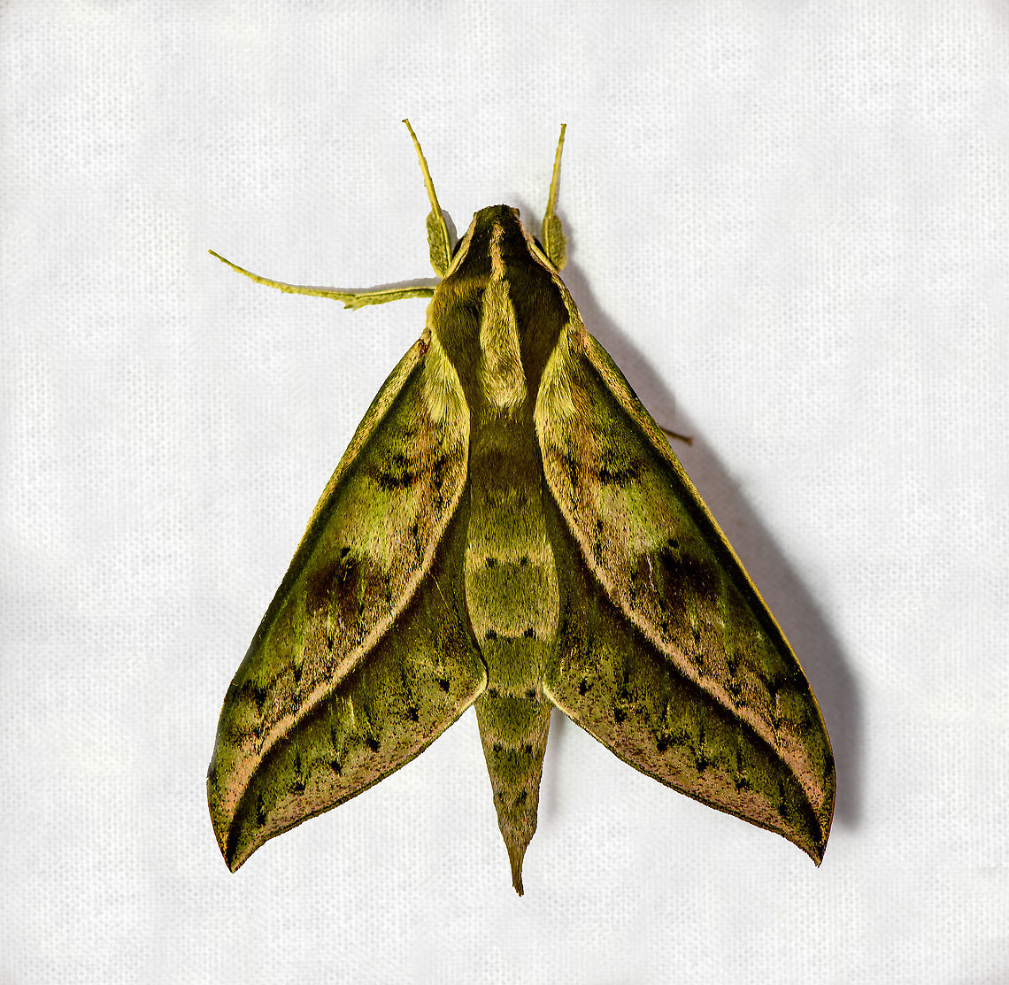 Xylophanes amadis, Bellavista, Ecuador Very often confused with Xylophanes docilis, but there's a clear way to separate them. Docilis has a clear vertical dark stripe along the abdomen:<br />
<a href="https://leps.fieldguide.ai/figures?category=59b7e2a42110df36d05f077b" rel="nofollow">https://leps.fieldguide.ai/figures?category=59b7e2a42110df36d05f077b</a> Bellavista Cloud Forest,Ecuador,Ecuador 2021,Geotagged,South America,Spring,World,Xylophanes amadis