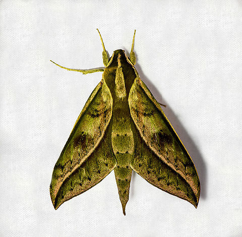 Xylophanes amadis, Bellavista, Ecuador Very often confused with Xylophanes docilis, but there's a clear way to separate them. Docilis has a clear vertical dark stripe along the abdomen:
https://leps.fieldguide.ai/figures?category=59b7e2a42110df36d05f077b Bellavista Cloud Forest,Ecuador,Ecuador 2021,Geotagged,South America,Spring,World,Xylophanes amadis