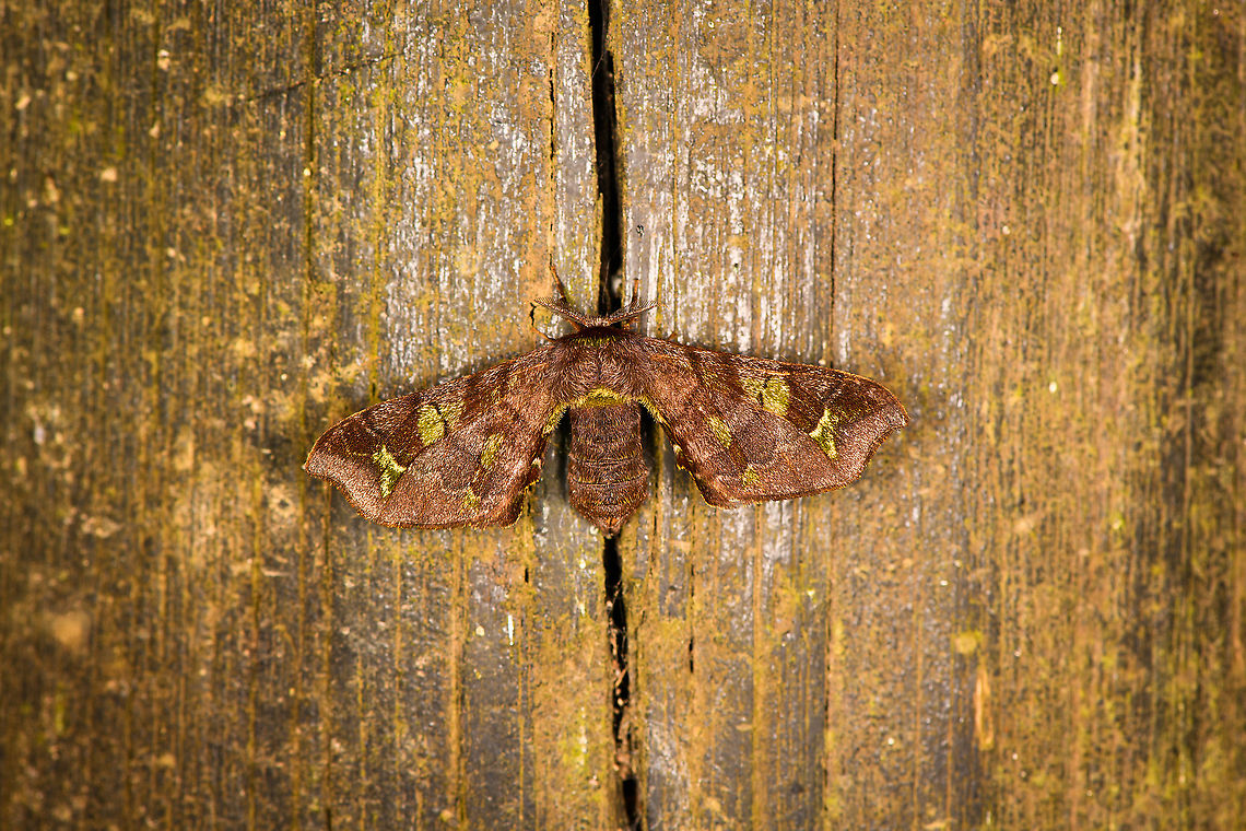 Unknown moth, Bellavista, Ecuador  Bellavista Cloud Forest,Ecuador,Ecuador 2021,Geotagged,South America,Spring,World
