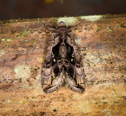 Soybean Looper Moth, Bellavista, Ecuador  Bellavista Cloud Forest,Chrysodeixis includens,Ecuador,Ecuador 2021,Geotagged,South America,Soybean Looper Moth,Spring,World