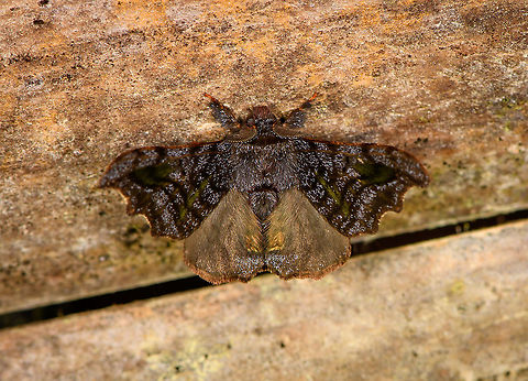 Tiny bat moth, Bellavista, Ecuador Unlike anything I've seen before, not sure where to start. It's really tiny and shadows are significantly lifted. Bellavista Cloud Forest,Ecuador,Ecuador 2021,Geotagged,Quentalia excisa,South America,Spring,World
