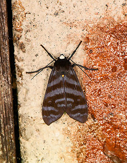Pachydota drucei, Bellavista, Ecuador  Bellavista Cloud Forest,Ecuador,Ecuador 2021,Geotagged,Pachydota drucei,South America,Spring,World