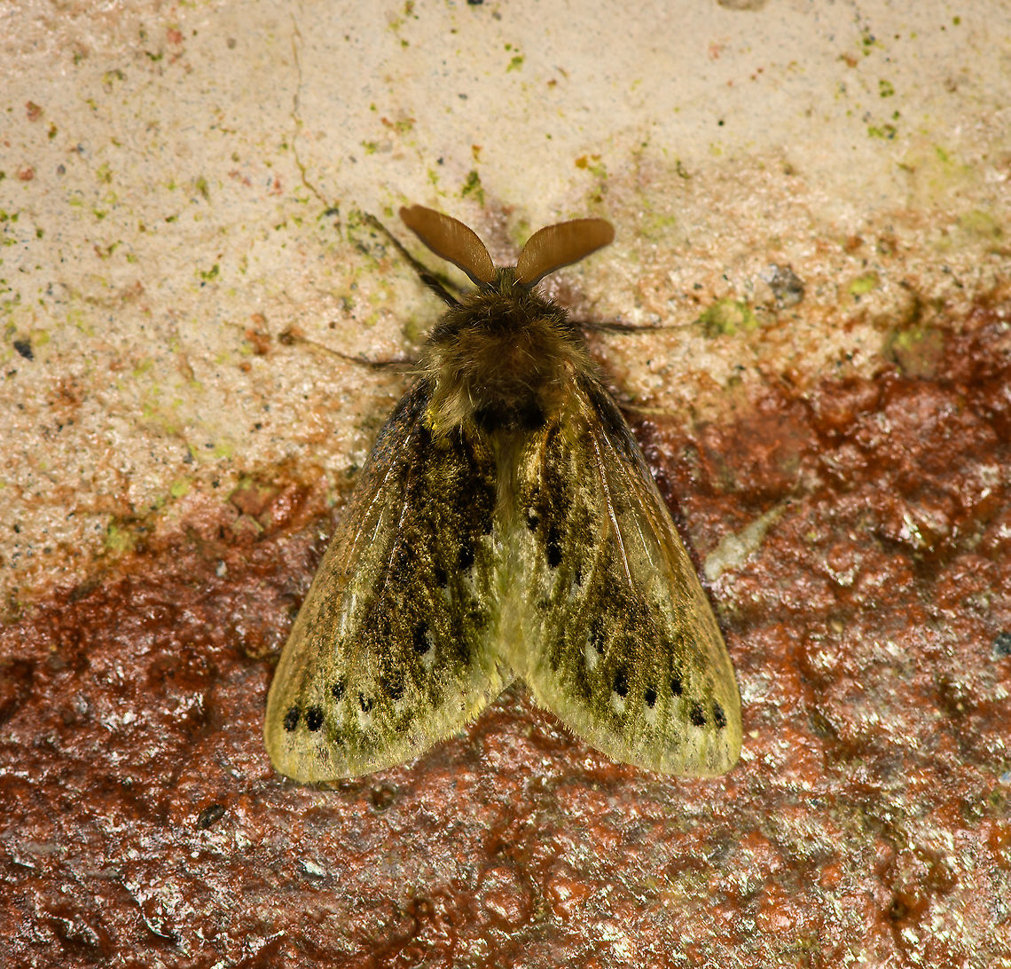 Macara alydda, Bellavista, Ecuador  Bellavista Cloud Forest,Ecuador,Ecuador 2021,Geotagged,Macara alydda,South America,Spring,World