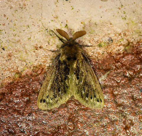 Macara alydda, Bellavista, Ecuador  Bellavista Cloud Forest,Ecuador,Ecuador 2021,Geotagged,Macara alydda,South America,Spring,World