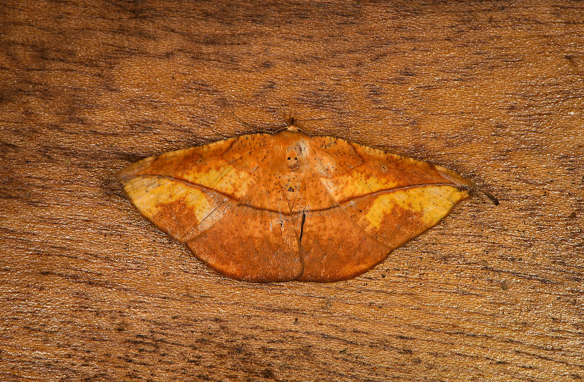 Oxydia flavidula, Bellavista, Ecuador Reference used:<br />
<a href="https://leps.fieldguide.ai/figures?category=59b7058b8f0e371a4a6c02c7" rel="nofollow">https://leps.fieldguide.ai/figures?category=59b7058b8f0e371a4a6c02c7</a> Bellavista Cloud Forest,Ecuador,Ecuador 2021,Geotagged,Oxydia flavidula,South America,Spring,World
