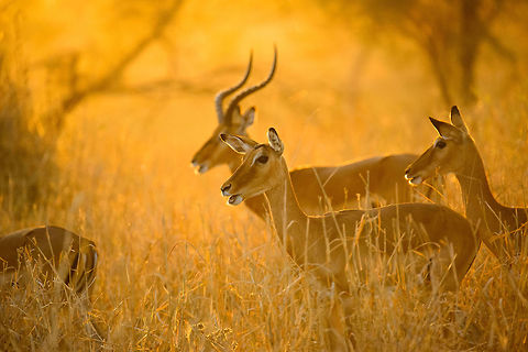 Impalas at stunning sunset in Tarangire, Tanzania - 1 of 6 You know natures makes an impression when it shuts up 3 adults for several minutes in our universal language of admiration: silence. In this moment all ingredients were there: a spectacular ambiance created by the last rays of the sun hitting the long dry grass, the elegant and beautiful impalas, the silence, the scents. It was a brief moment of perfection where time stood still. I will never forget it, and it is moments like these that inspire and fuel me to spread the beauty and importance of free wildlife.  Aepyceros melampus,Africa,Impala,Tanzania,Tarangire,Tarangire National Park