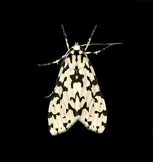 Eucereon tigrata, Bellavista, Ecuador I had to edit the background as this one was on a window and flash reflected back at me. Bellavista Cloud Forest,Ecuador,Ecuador 2021,Eucereon tigrata,Geotagged,South America,Spring,World