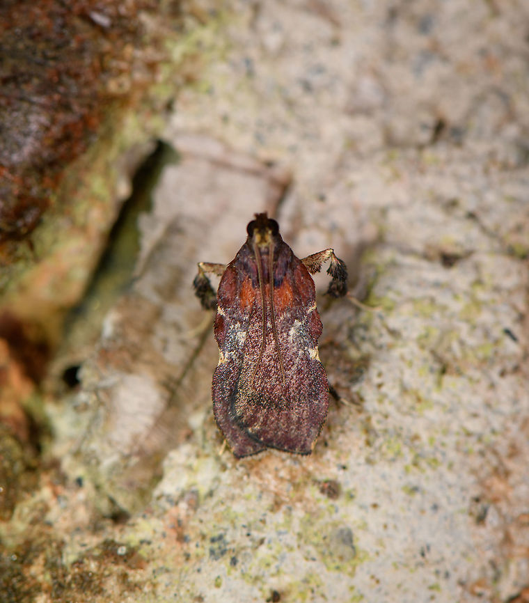 Galasa nigrinodis, Bellavista, Ecuador Poorly focused. It's a bit out of range, but I think it's a match. G. Costalis is more fitting for the distribution but does not look like a visual match to me:<br />
<a href="https://leps.fieldguide.ai/figures?category=59bafe1f929d3d10ea90eebf" rel="nofollow">https://leps.fieldguide.ai/figures?category=59bafe1f929d3d10ea90eebf</a> Bellavista Cloud Forest,Boxwood Leaftier,Ecuador,Ecuador 2021,Galasa nigrinodis,Geotagged,South America,Spring,World