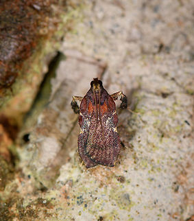 Galasa nigrinodis, Bellavista, Ecuador Poorly focused. It's a bit out of range, but I think it's a match. G. Costalis is more fitting for the distribution but does not look like a visual match to me:
https://leps.fieldguide.ai/figures?category=59bafe1f929d3d10ea90eebf Bellavista Cloud Forest,Boxwood Leaftier,Ecuador,Ecuador 2021,Galasa nigrinodis,Geotagged,South America,Spring,World
