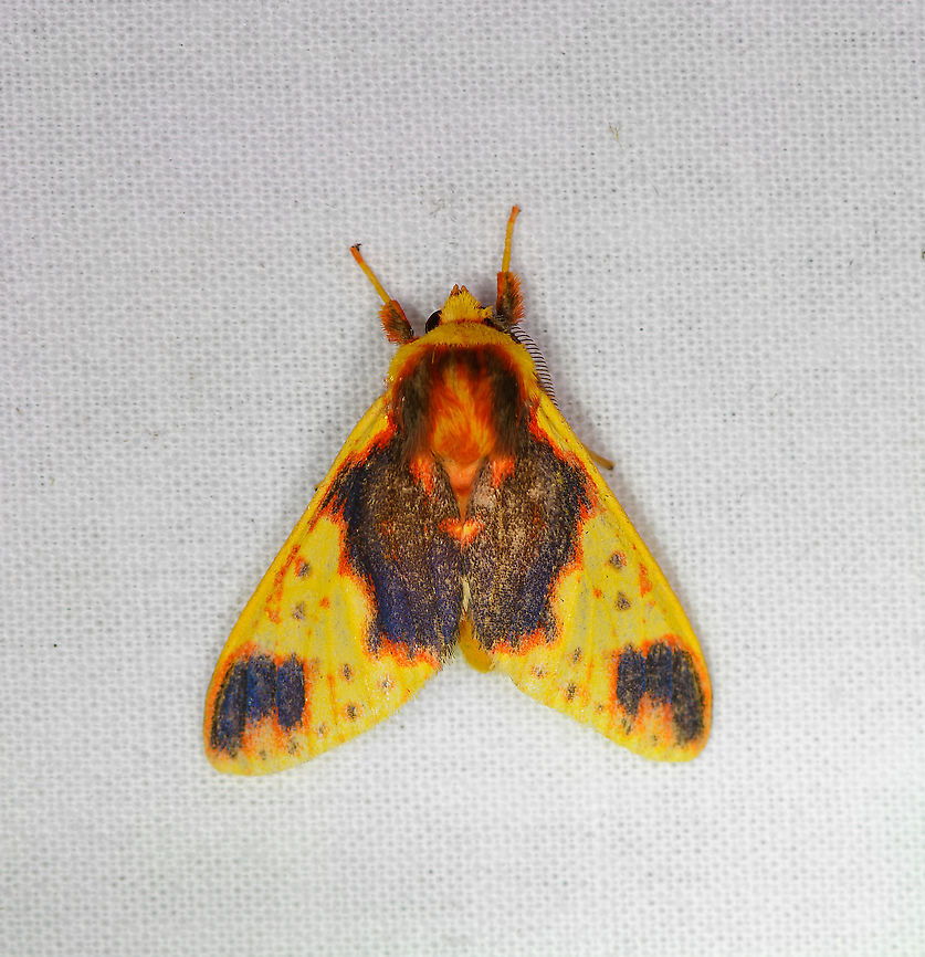 Symphlebia palmeri, Bellavista, Ecuador As a warning to others, I fell for the ID trap, wasted an hour comparing species in the Amaxia genus, which features dozens of similar yellow/orange/black moths. They look close enough to be taken serious, and when seeing a 90% match, you might be inclined to close the gap based on natural variability. As a result, many online Amaxia IDs are likely incorrect, and these incorrect IDs are copied by others. Bellavista Cloud Forest,Ecuador,Ecuador 2021,Geotagged,South America,Spring,Symphlebia palmeri,World