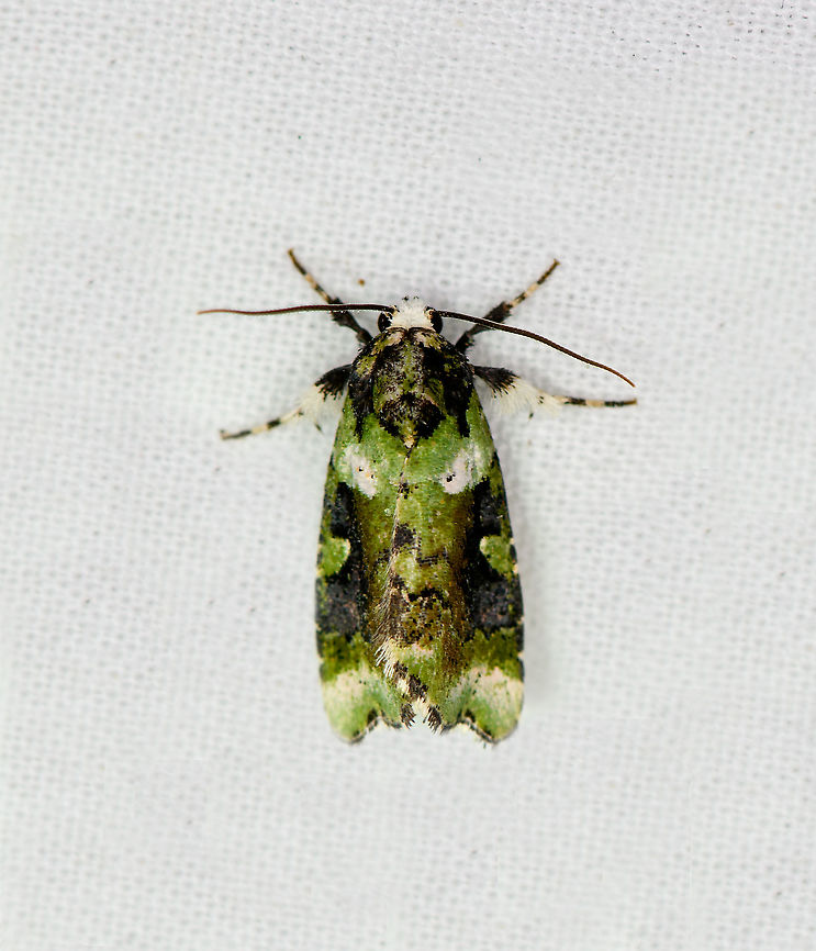 Emarginea sp., Bellavista, Ecuador Might be this undescribed species:<br />
<a href="https://leps.fieldguide.ai/figure/5db0bd55748e5b0b4e6b4edb/detail?place=ne1159320567&amp;category=5d2cddac3c12ef5dbe99b95d" rel="nofollow">https://leps.fieldguide.ai/figure/5db0bd55748e5b0b4e6b4edb/detail?place=ne1159320567&amp;category=5d2cddac3c12ef5dbe99b95d</a> Bellavista Cloud Forest,Ecuador,Ecuador 2021,Geotagged,South America,Spring,World