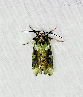 Emarginea sp., Bellavista, Ecuador Might be this undescribed species:
https://leps.fieldguide.ai/figure/5db0bd55748e5b0b4e6b4edb/detail?place=ne1159320567&category=5d2cddac3c12ef5dbe99b95d Bellavista Cloud Forest,Ecuador,Ecuador 2021,Geotagged,South America,Spring,World